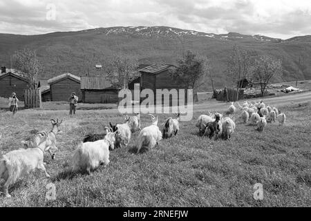 Current 24 - 5 - 1974: 50,000 goat kids on the rubbish heapWe are doing well in Norway. Every year, for example, we can afford to raise close to 400,000 kg of lovely meat that tastes like something between young chicken and broiler. It is not worth it to raise the nearly 50,000 newborn baby goats that are born every year in our country, and that could help utilize all the food-useful open land we are lucky enough to have around us, especially a bit high up mountain. These grazing areas can only be used by sheep and goats, while at the same time they please the tourists by being living life in Stock Photo