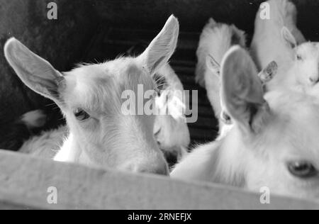 Current 24 - 5 - 1974: 50,000 goat kids on the rubbish heapWe are doing well in Norway. Every year, for example, we can afford to raise close to 400,000 kg of lovely meat that tastes like something between young chicken and broiler. It is not worth it to raise the nearly 50,000 newborn baby goats that are born every year in our country, and that could help utilize all the food-useful open land we are lucky enough to have around us, especially a bit high up mountain. These grazing areas can only be used by sheep and goats, while at the same time they please the tourists by being living life in Stock Photo