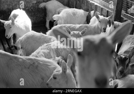 Current 24 - 5 - 1974: 50,000 goat kids on the rubbish heapWe are doing well in Norway. Every year, for example, we can afford to raise close to 400,000 kg of lovely meat that tastes like something between young chicken and broiler. It is not worth it to raise the nearly 50,000 newborn baby goats that are born every year in our country, and that could help utilize all the food-useful open land we are lucky enough to have around us, especially a bit high up mountain. These grazing areas can only be used by sheep and goats, while at the same time they please the tourists by being living life in Stock Photo