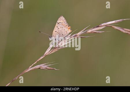 Worn Small Copper Butterfly at roost on a grass stem Gloucestershire Stock Photo