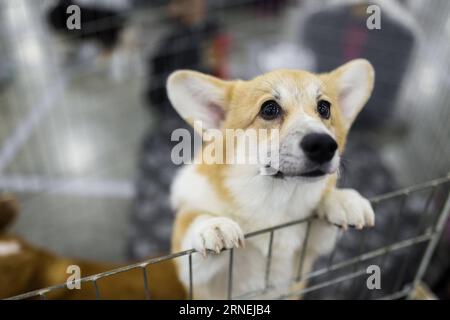 (160624) -- MOSCOW, June 24, 2016 -- A dog is seen during World Dog Show in Moscow, Russia, on June 24, 2016. World Dog Show 2016 kicked off here on Friday, gathered more than 27,000 dogs from 40 countries all over the world. ) RUSSIA-MOSCOW-DOG-EXHIBITION EvgenyxSinitsyn PUBLICATIONxNOTxINxCHN   160624 Moscow June 24 2016 a Dog IS Lakes during World Dog Show in Moscow Russia ON June 24 2016 World Dog Show 2016 kicked off Here ON Friday gathered More than 27 000 Dogs from 40 Countries All Over The World Russia Moscow Dog Exhibition EvgenyxSinitsyn PUBLICATIONxNOTxINxCHN Stock Photo