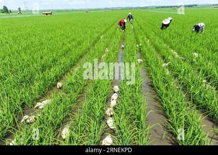 Yetuk ayolning katta mushukining fotosurati