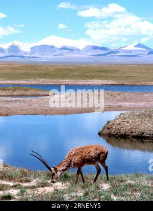 Qinghai-Tibet-Eisenbahn in China (160630) -- LHASA, June 30, 2016 -- File photo taken on Aug. 9, 2006 shows a Tibetan antelope finding food by the side of a river along the Qinghai-Tibet railway, southwest China s Tibet Autonomous Region. The Qinghai-Tibet Railway turns 10 on July 1, 2016. The 1,956-kilometer-long railway, which began service in July 2006, is the world s highest and longest plateau railroad and also the first railway connecting the Tibet Autonomous Region with other parts of China. Ecological protection measures taken during and after the construction of the railway have ensur Stock Photo