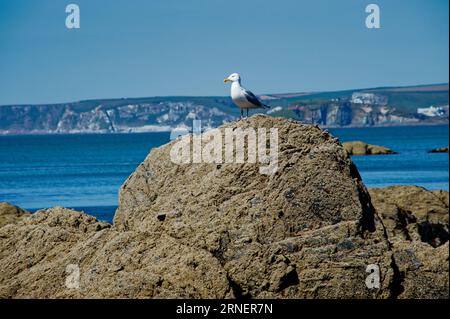 gull on the rocks in South Devon UK Stock Photo