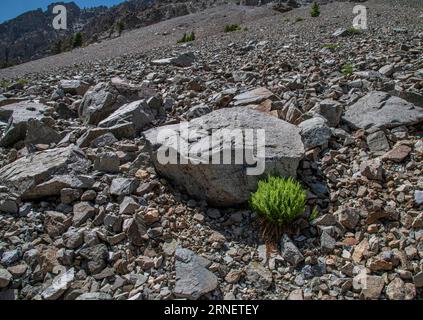 Brittle bladder fern (Cystopteris fragilis) growing on talus slope in central Idaho Stock Photo