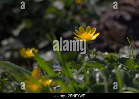 Spring wildflowers; one yellow Lesser Celandine or pilewort flowers, Ficaria verna, blooming in woodland in springtime Stock Photo