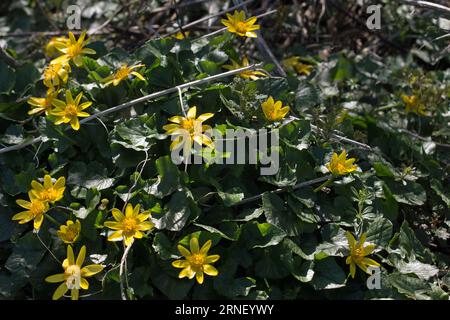 A group of spring wildflowers; yellow Lesser Celandine or pilewort flowers, Ficaria verna, blooming in woodland in springtime Stock Photo