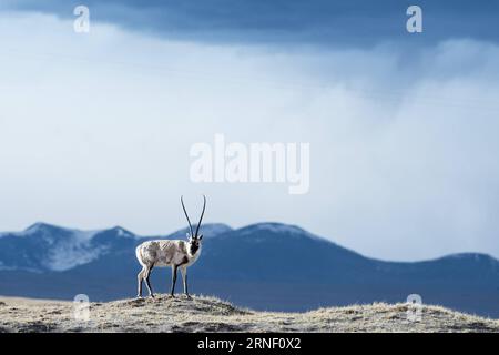 (160711) -- XINING, July 11, 2016 -- A Tibetan antelope is seen in Hoh Xil, northwest China s Qinghai Province, May 18, 2015. Over the past decade, lots of efforts have been devoted to rehabilitate the fragile eco-system of Sanjiangyuan and the ecological degrading has been basically curbed. However, there are still problems ranging from overlapping authority, weak law enforcement, lack of public awareness and a conflict between ecological protection and people s need for higher incomes. The Sanjiangyuan National Park has experienced system reform recently. The administration bureau will devel Stock Photo