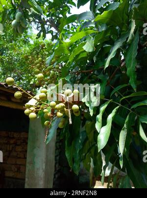 A fruit tree in the garden. Stock Photo