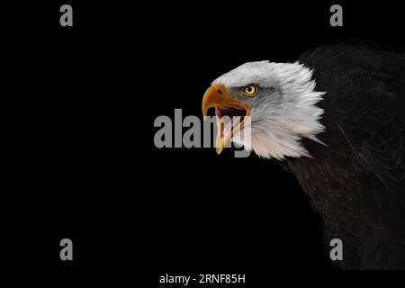 a screaming bald eagle on a black background with amber eye Stock Photo