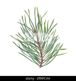 Watercolor Christmas Pine, cedar, conifer branch. Evergreen plant. Botanical illustration of green lush sprig isolated on white. For winter postcard Stock Photo