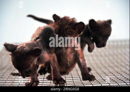 (160831) -- SHENYANG, Aug. 31, 2016 -- Three jaguar cubs play at the Guaipo Siberian Tiger Park in Shenyang, capital of northeast China s Liaoning Province, Aug. 31, 2016. The jaguar cubs were born over one month ago. ) (ry) CHINA-SHENYANG-JAGUAR CUBS (CN) YangxQing PUBLICATIONxNOTxINxCHN   160831 Shenyang Aug 31 2016 Three Jaguar Cubs Play AT The Guaipo Siberian Tiger Park in Shenyang Capital of Northeast China S Liaoning Province Aug 31 2016 The Jaguar Cubs Were Born Over One Month Ago Ry China Shenyang Jaguar Cubs CN YangxQing PUBLICATIONxNOTxINxCHN Stock Photo