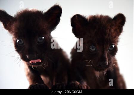 Bilder des Tages (160831) -- SHENYANG, Aug. 31, 2016 -- Two jaguar cubs play at the Guaipo Siberian Tiger Park in Shenyang, capital of northeast China s Liaoning Province, Aug. 31, 2016. Three jaguar cubs were born over one month ago. ) (ry) CHINA-SHENYANG-JAGUAR CUBS (CN) YangxQing PUBLICATIONxNOTxINxCHN   Images the Day 160831 Shenyang Aug 31 2016 Two Jaguar Cubs Play AT The Guaipo Siberian Tiger Park in Shenyang Capital of Northeast China S Liaoning Province Aug 31 2016 Three Jaguar Cubs Were Born Over One Month Ago Ry China Shenyang Jaguar Cubs CN YangxQing PUBLICATIONxNOTxINxCHN Stock Photo