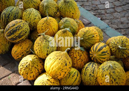 Pre-sale preparation of harvested delicious melons. Stock Photo