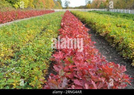Nursery in which forest trees are grown from seed Stock Photo