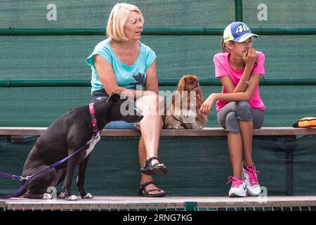 KAMNIK, Sept. 10, 2016 -- Spectators watch the 2nd Flying Dogs Dock Diving Competition in Kamnik, Slovenia, Sept. 10, 2016. Dock Diving is a sport where agile dogs compete for prizes by jumping for distance from a dock into a pool of water. ) (yy) SLOVENNIA-KAMNIK-DOG JUMPING COMPETITION LukaxDakskobler PUBLICATIONxNOTxINxCHN   Kamnik Sept 10 2016 spectators Watch The 2nd Flying Dogs Dock Diving Competition in Kamnik Slovenia Sept 10 2016 Dock Diving IS a Sports Where Agile Dogs compete for Prizes by Jumping for Distance from a Dock into a Pool of Water yy  Kamnik Dog Jumping Competition Lukax Stock Photo