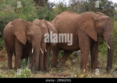 (160927) -- SAMBURU, Sept. 27, 2016 -- This file photo taken on Feb. 29, 2016 shows the elephants at Samburu National Reserve, Kenya. Africa s overall elephant population has seen the worst declines in 25 years, mainly due to poaching over the past 10 years, according to the African Elephant Status Report launched by the International Union for Conservation of Nature and Natural Resources (IUCN) at the ongoing 17th meeting of the Conference of the Parties to the Convention on International Trade in Endangered Spices of Wild Fauna and Flora (CITES) in Johannesburg on Sunday. The real decline in Stock Photo