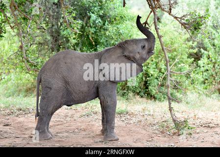 (160927) -- SAMBURU, Sept. 27, 2016 -- This file photo taken on March 1, 2016 shows an elephant at Samburu National Reserve, Kenya. Africa s overall elephant population has seen the worst declines in 25 years, mainly due to poaching over the past 10 years, according to the African Elephant Status Report launched by the International Union for Conservation of Nature and Natural Resources (IUCN) at the ongoing 17th meeting of the Conference of the Parties to the Convention on International Trade in Endangered Spices of Wild Fauna and Flora (CITES) in Johannesburg on Sunday. The real decline in t Stock Photo