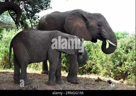(160927) -- SAMBURU, Sept. 27, 2016 -- This file photo taken on March 1, 2016 shows the elephants at Samburu National Reserve, Kenya. Africa s overall elephant population has seen the worst declines in 25 years, mainly due to poaching over the past 10 years, according to the African Elephant Status Report launched by the International Union for Conservation of Nature and Natural Resources (IUCN) at the ongoing 17th meeting of the Conference of the Parties to the Convention on International Trade in Endangered Spices of Wild Fauna and Flora (CITES) in Johannesburg on Sunday. The real decline in Stock Photo