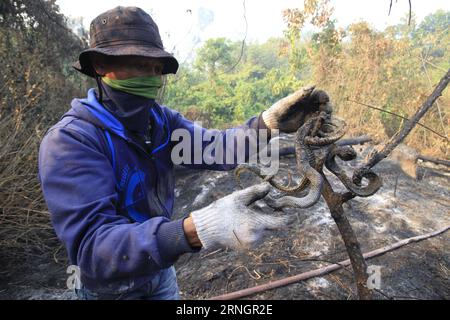 Bilder des Tages Waldbrände in Aceh, Indonesien (161011) -- ACEH (INDONESIA), Oct. 11, 2016 -- A park ranger holds a dead snake after a forest fire at Mount Seulawah in Aceh, Indonesia, Oct. 10, 2016. Peat fires in Indonesia s western Aceh province have spread across several areas since this August, sickening hundreds of people and forcing at least one school to close. ) (wtc) INDONESIA-ACEH-FOREST FIRE Junaidi PUBLICATIONxNOTxINxCHN   Images the Day Forest fires in Aceh Indonesia  Aceh Indonesia OCT 11 2016 a Park Ranger holds a Dead Snake After a Forest Fire AT Mount  in Aceh Indonesia OCT 1 Stock Photo