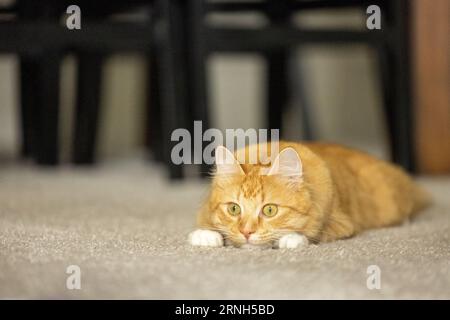 A long-haired orange tabby cat lying on the carpet in a home. Stock Photo