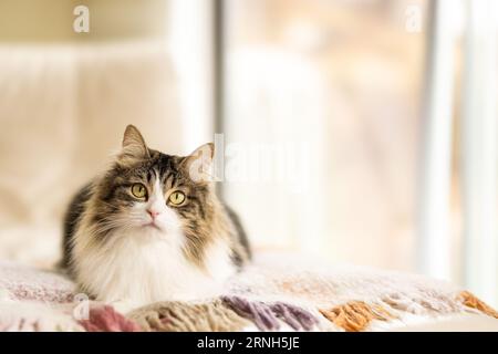 A long-haired tabby cat lying on a blanket in a cream room looking at the camera with copy space Stock Photo