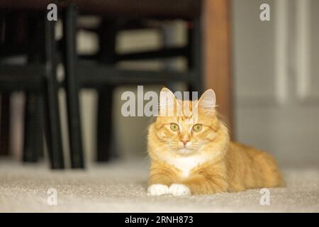 An orange tabby cat looking at the camera Stock Photo