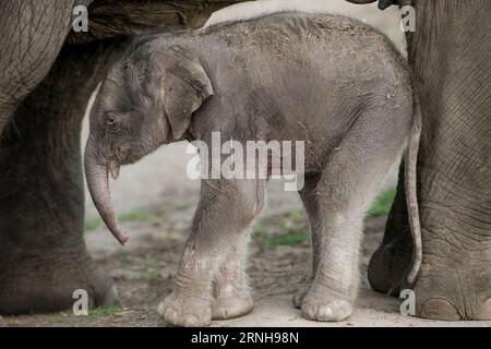 (161103) -- SYDNEY, Nov. 3, 2016 -- Photo taken on Nov. 3, 2016, shows an Asian elephant calf in Australia s Taronga Western Plains zoo in Dubbo, New South Wales (NSW), Australia. Zookeepers at Australia s Taronga Western Plains zoo in Dubbo of New South Wales (NSW) have welcomed a healthy 95 kg male Asian elephant calf. The calf was born at 15:50 local time (AEDT) on Wednesday to mother Thong Dee and father Gung in a behind-the-scenes paddock where keepers and vets were on hand throughout the labor. ) (dtf) AUSTRALIA-NEW SOUTH WALES-ASIAN ELEPHANT CALF-BIRTH CELEBRATION ZhuxHongye PUBLICATION Stock Photo