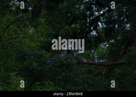 Ardea cinerea Family Ardeidae Genus Ardea Grey heron chicks in the nest Stock Photo