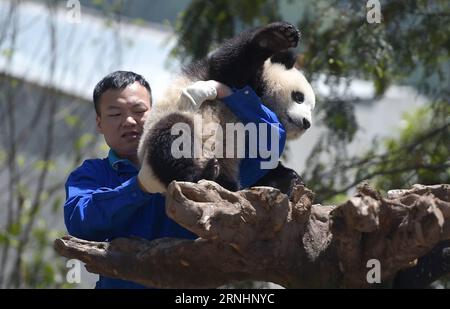 Photo taken on May 11, 2016 shows a giant panda living in a breeding and research zone in the Wolong National Nature Reserve, southwest China s Sichuan Province. Nearly 200 reconstruction projects were undertaken by the Hong Kong government at a combined cost of more than 10 billion Hong Kong dollars (1.29 billion U.S. dollars) following the magnitude 8 Wenchuan earthquake that took nearly 70,000 lives, according to a report issued by the Hong Kong government late November. These projects were scattered in 12 cities and prefectures in Sichuan. Twenty-three of them are located in the Wolong Nat Stock Photo