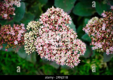 Sedum spectabile star-shaped flowers of butterfly stonecrop at late summer Stock Photo