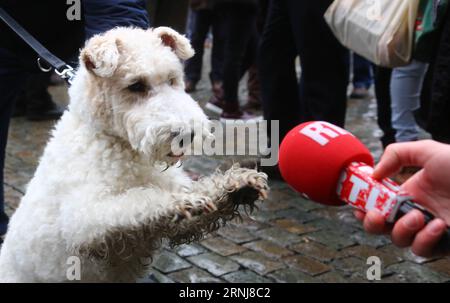 Milou fashion tin tin