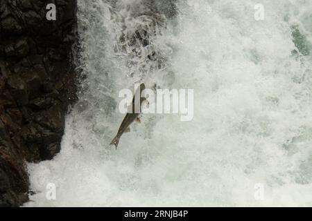 Coho salmon jumping up a waterfall of Stamp River which is a major salmon water at Vancouver Island in Canada. Stock Photo