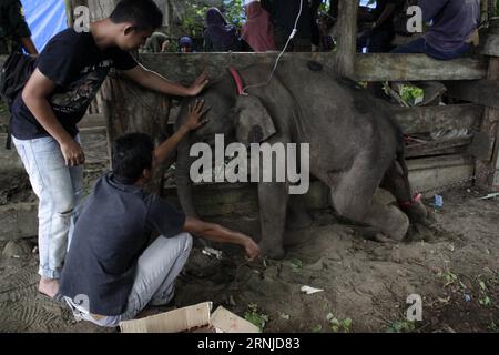(170117) -- ACEH(INDONESIA), Jan. 17, 2017 -- Vets try to take care of a Sumatran baby elephant at Eastern District Forest in Aceh, Indonesia, Jan. 17, 2017. ) (sxk) INDONESIA-ACEH-SUMATRAN BABY ELEPHANT Junaidi PUBLICATIONxNOTxINxCHN   Aceh Indonesia Jan 17 2017 Vets Try to Take Care of a Sumatran Baby Elephant AT Eastern District Forest in Aceh Indonesia Jan 17 2017 sxk Indonesia Aceh Sumatran Baby Elephant Junaidi PUBLICATIONxNOTxINxCHN Stock Photo