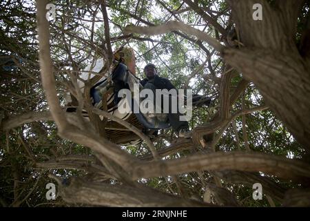 TIJUANA, A migrant stands on a tree that he uses to sleep while he waits to cross the border, in the downtown of Tijuana, Mexico, on Feb. 6, 2017. U.S. President Donald Trump signed two executive orders on Jan. 25 to have the Department of Homeland Security begin planning, designing and building a physical barrier along the U.S.-Mexico border, identify undocumented immigrants, and remove those who have criminal records. David de la Paz) (rtg) (ce) (lrz) MEXICO-TIJUANA-U.S.-POLITICS-MIGRATION e DavidxdexlaxPaz PUBLICATIONxNOTxINxCHN   Tijuana a Immigrant stands ON a Tree Thatcher he Uses to Sle Stock Photo