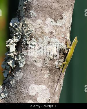 American or Carolina green anole on the side of a magnolia tree trunk covered with lichen. Photographed in Texas with a shallow depth of field. Stock Photo