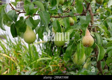 'Conference' European pear, Päron (Pyrus communis) Stock Photo