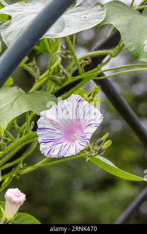 'Carnevale di Venezia' Common Morning Glory, Purpurvinda (Ipomoea purpurea) Stock Photo