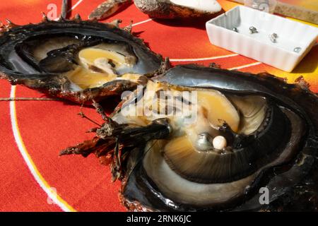 August 31, 2023, Taha'a, French Polynesia: Oysters at the Champon Pearl farm on the island of Taha'a in French Polynesia on August 31, 2023 in French Polynesia. Founded by Monique and Bernard Champon 16-years ago, the farm is now gradually being taken over by their children Aymeric and Maeva, who manage production. (Credit Image: © Bryan Smith/ZUMA Press Wire) EDITORIAL USAGE ONLY! Not for Commercial USAGE! Stock Photo