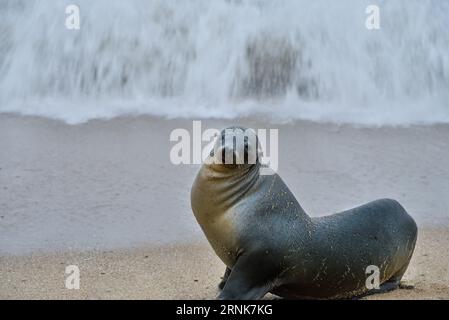Baby sea lion rest on Santa Cruz beach, California Stock Photo