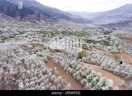 (170328) -- BEIJING, March 28, 2017 -- Pear flowers are seen in Jinjiang Village of Jinchuan County, southwest China s Sichuan Province, March 27, 2017. ) (zkr) CHINA-JINCHUAN-PEAR FLOWER(CN) JiangxHongjing PUBLICATIONxNOTxINxCHN   Beijing March 28 2017 Pear Flowers are Lakes in Jinjiang Village of Jinchuan County Southwest China S Sichuan Province March 27 2017 CCR China Jinchuan Pear Flower CN JiangxHongjing PUBLICATIONxNOTxINxCHN Stock Photo