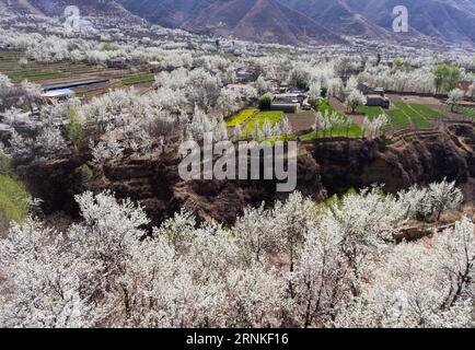 (170328) -- BEIJING, March 28, 2017 -- Pear flowers are seen in Jinjiang Village of Jinchuan County, southwest China s Sichuan Province, March 28, 2017. ) (zkr) CHINA-JINCHUAN-PEAR FLOWER(CN) JiangxHongjing PUBLICATIONxNOTxINxCHN   Beijing March 28 2017 Pear Flowers are Lakes in Jinjiang Village of Jinchuan County Southwest China S Sichuan Province March 28 2017 CCR China Jinchuan Pear Flower CN JiangxHongjing PUBLICATIONxNOTxINxCHN Stock Photo