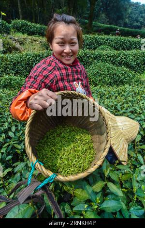 (170401) -- HANGZHOU, April 1, 2017 -- A farmer shows West Lake Longjing tea leaves in Meijiawu Village of Hangzhou, capital of east China s Zhejiang Province, April 1, 2017. West Lake Longjing is one of the most famous green tea brands produced near the city s West Lake. Farmers are busy in harvesting tea leaves ahead of the Qingming Festival, which falls on April 4 this year, to produce the Mingqian (literally pre-Qingming ) tea, which are made of the very first tea sprouts in spring and considered to be of high quality. ) (hdt) CHINA-HANGZHOU-LONGJING TEA (CN) XuxYu PUBLICATIONxNOTxINxCHN Stock Photo