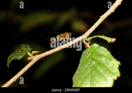 overfly on a leaf Stock Photo