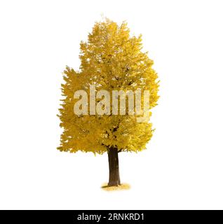 Golden Ginkgo biloba Tree in Autumn season isolated on white background Stock Photo