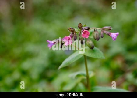 Close-up of blooming flowers Pulmonaria mollis in sunny spring day. Stock Photo