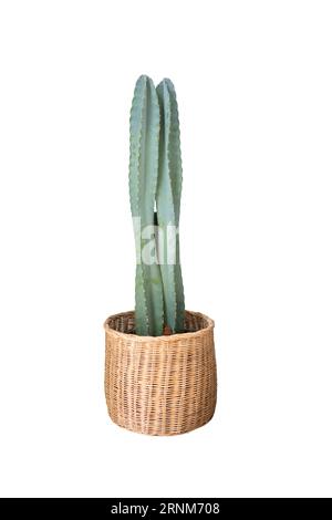 Cactus, Cacti House Plants Decor in basket pot for home decoration object isolated on white background with clipping path Stock Photo