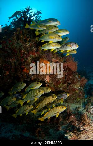 School of Ribbon Sweetlips, Plectorhinchus polytaenia, with some Diagonal-banded Sweetlips, Plectorhinchus lineatus, with sun in background, Cape Kri Stock Photo