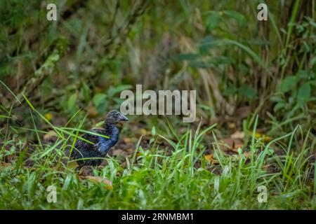 A young Pukeko(Purple Swamphen) walking through the short grass after wandering away from its mother in Hastie's Swamp in Atherton, Austra;lia. Stock Photo