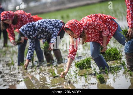 (170521) -- PANJIN, May 21, 2017 -- A foreign student (1st R) from Shenyang Normal University experiences transplanting rice seedlings in Panjin of northeast China s Liaoning Province, May 21, 2017. ) (lb) CHINA-LIAONING-PANJIN-RICE TRANSPLANTING (CN) PanxYulong PUBLICATIONxNOTxINxCHN   Panjin May 21 2017 a Foreign Student 1st r from Shenyang Normal University Experiences transplanting Rice Seedlings in Panjin of Northeast China S Liaoning Province May 21 2017 LB China Liaoning Panjin Rice transplanting CN PanxYulong PUBLICATIONxNOTxINxCHN Stock Photo